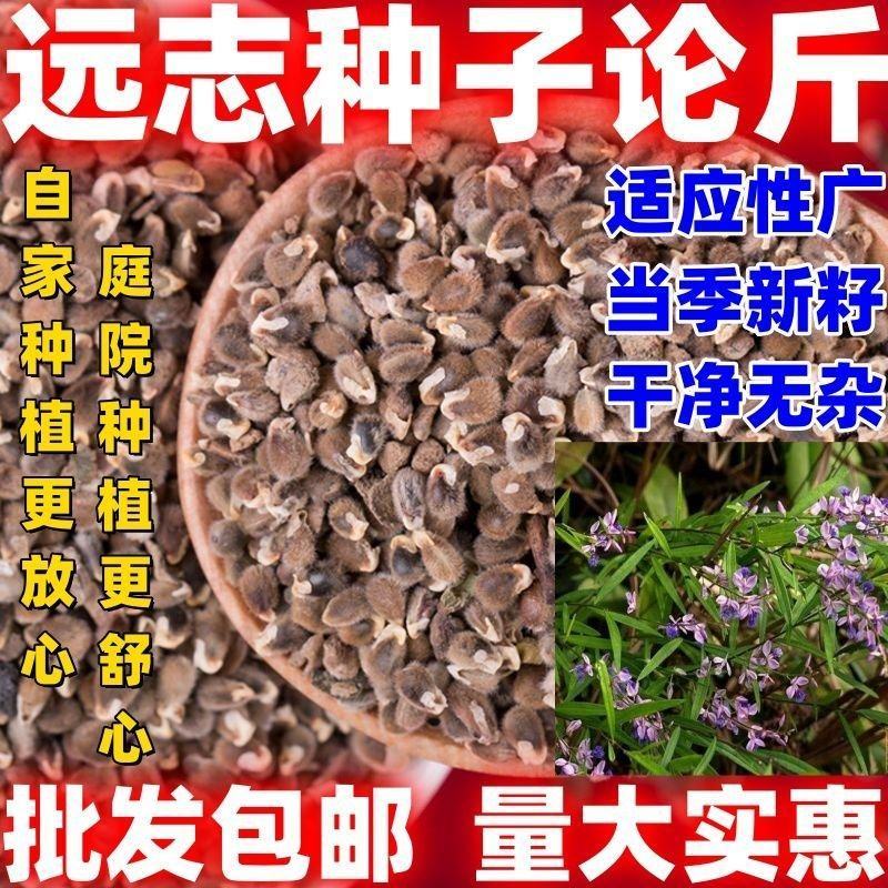 2025年纯新远志种子大量上市
