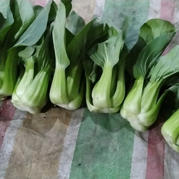 陆地大，中，小颗**上海青