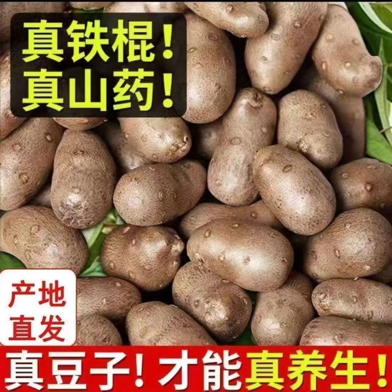 超划算】正宗温县白玉山药豆颗粒果子山药豆新鲜铁棍山药豆大