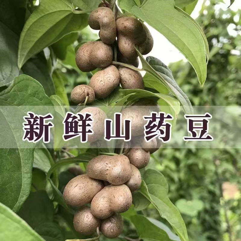 超划算】正宗温县白玉山药豆颗粒果子山药豆新鲜铁棍山药豆大