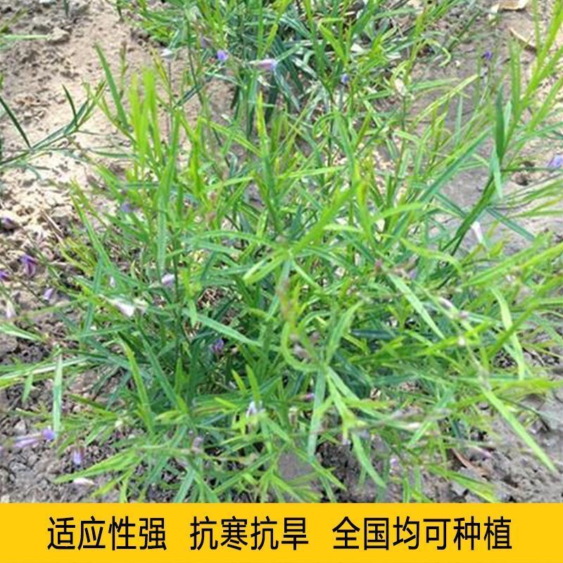 2025年纯新远志种子大量上市