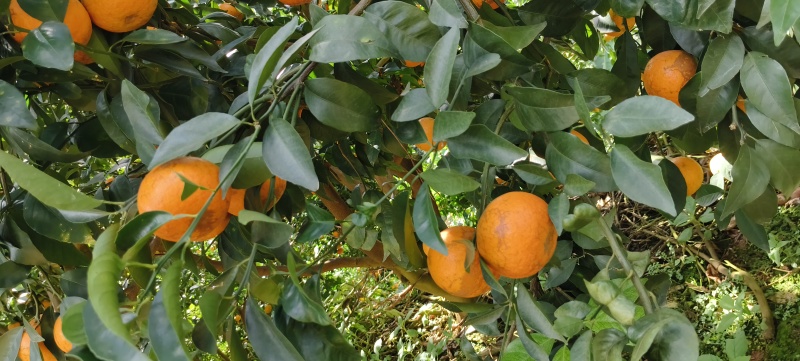 沃柑沃柑沃柑