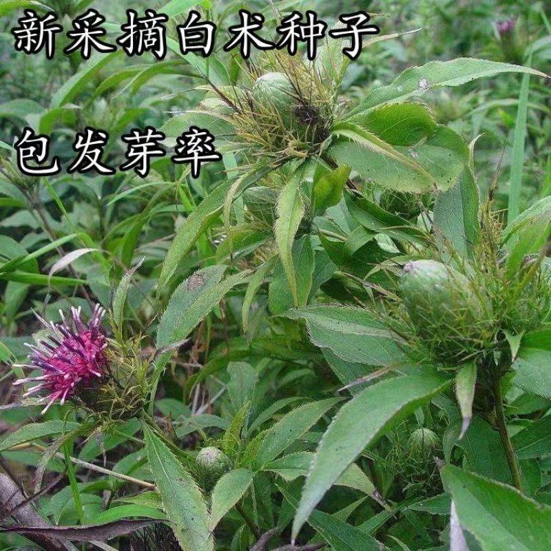 2024年白术种子包邮自家种植