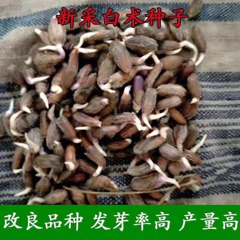 2024年白术种子包邮自家种植