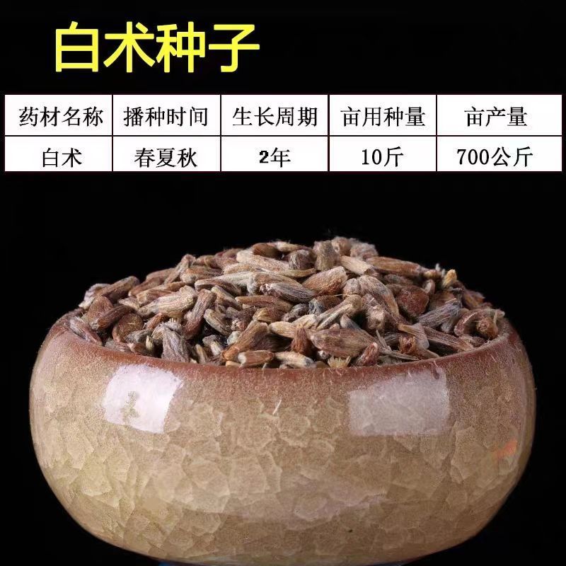 2024年白术种子包邮自家种植