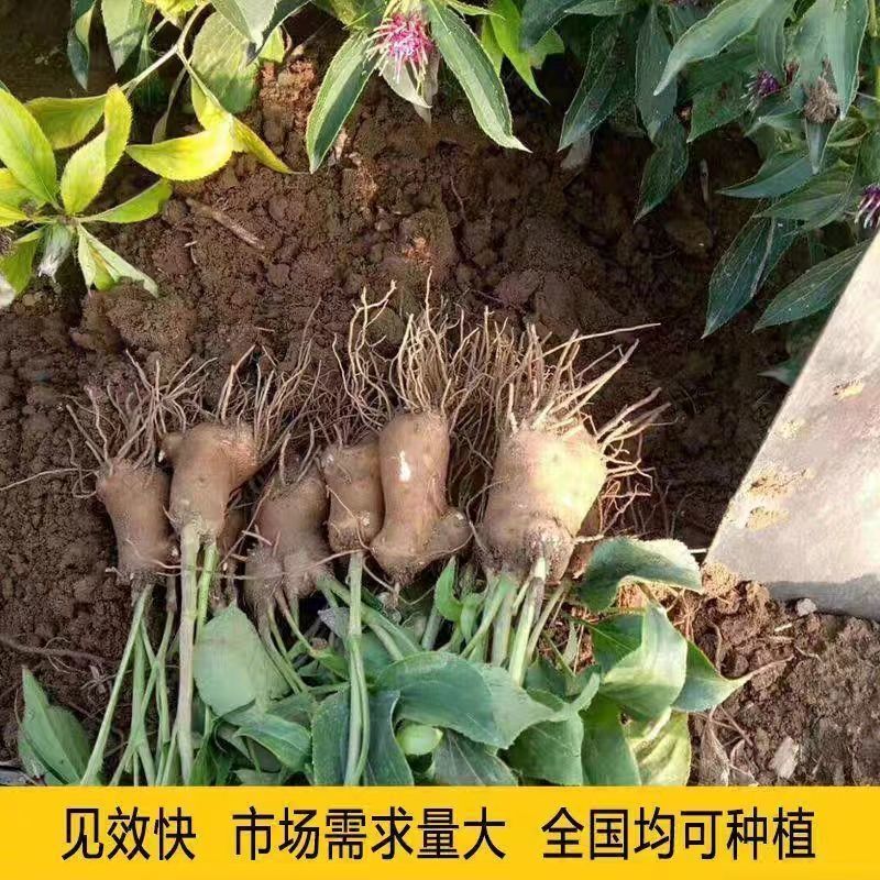 2024年白术种子包邮自家种植