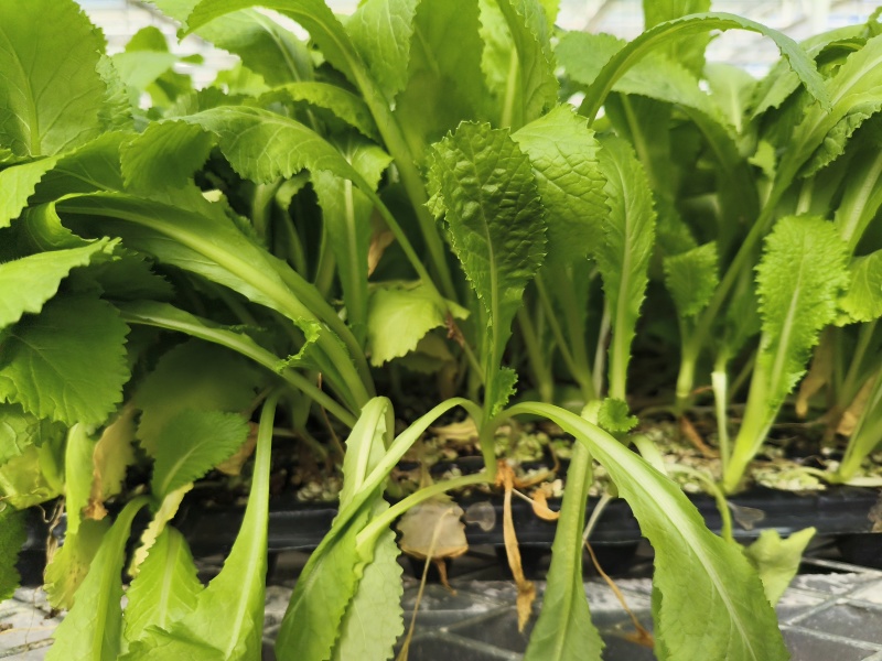 儿菜苗