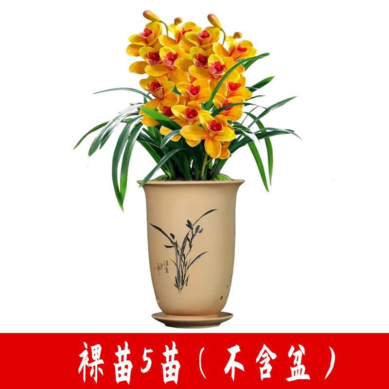 高端精品名贵浓香型兰花【紫罗兰】盆栽绿植好养紫色大花花卉