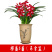 高端精品名贵浓香型兰花【紫罗兰】盆栽绿植好养紫色大花花卉