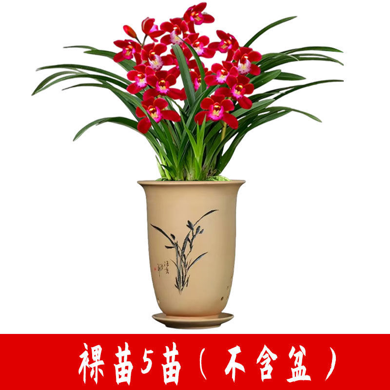 高端精品名贵浓香型兰花【紫罗兰】盆栽绿植好养紫色大花花卉