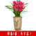 高端精品名贵浓香型兰花【紫罗兰】盆栽绿植好养紫色大花花卉
