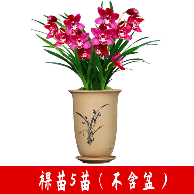 高端精品名贵浓香型兰花【紫罗兰】盆栽绿植好养紫色大花花卉