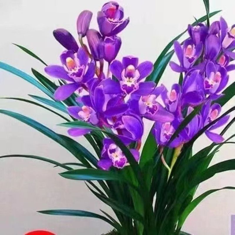 高端精品名贵浓香型兰花【紫罗兰】盆栽绿植好养紫色大花花卉