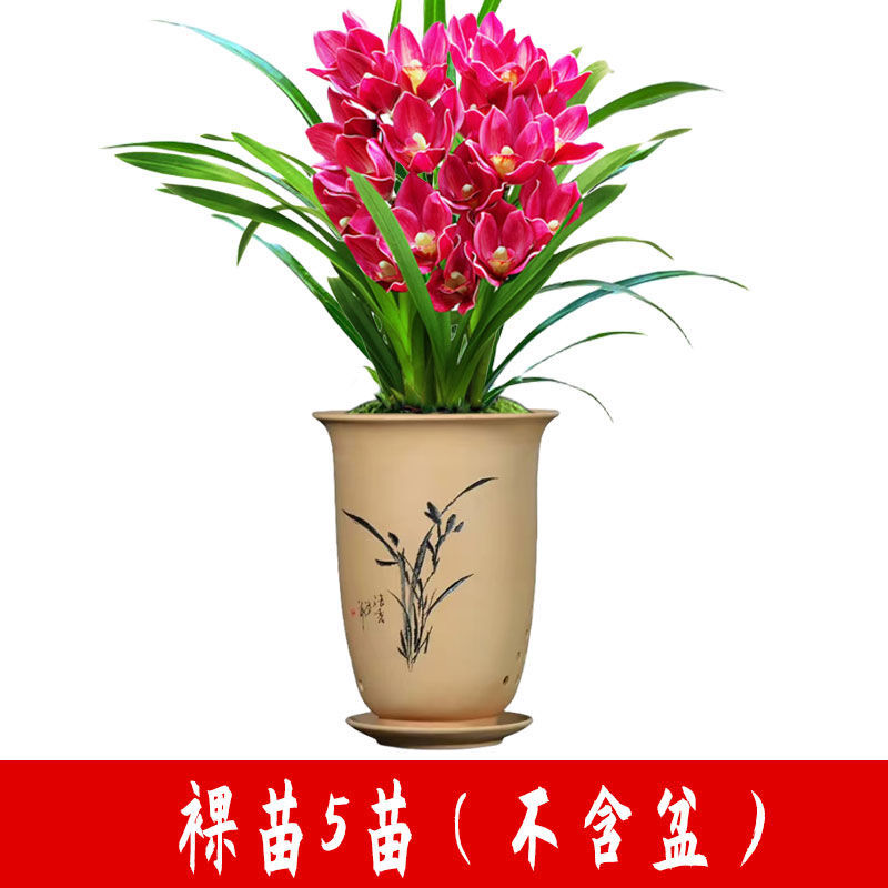 高端精品名贵浓香型兰花【紫罗兰】盆栽绿植好养紫色大花花卉