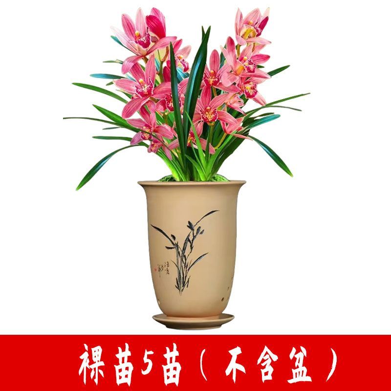 高端精品名贵浓香型兰花【紫罗兰】盆栽绿植好养紫色大花花卉