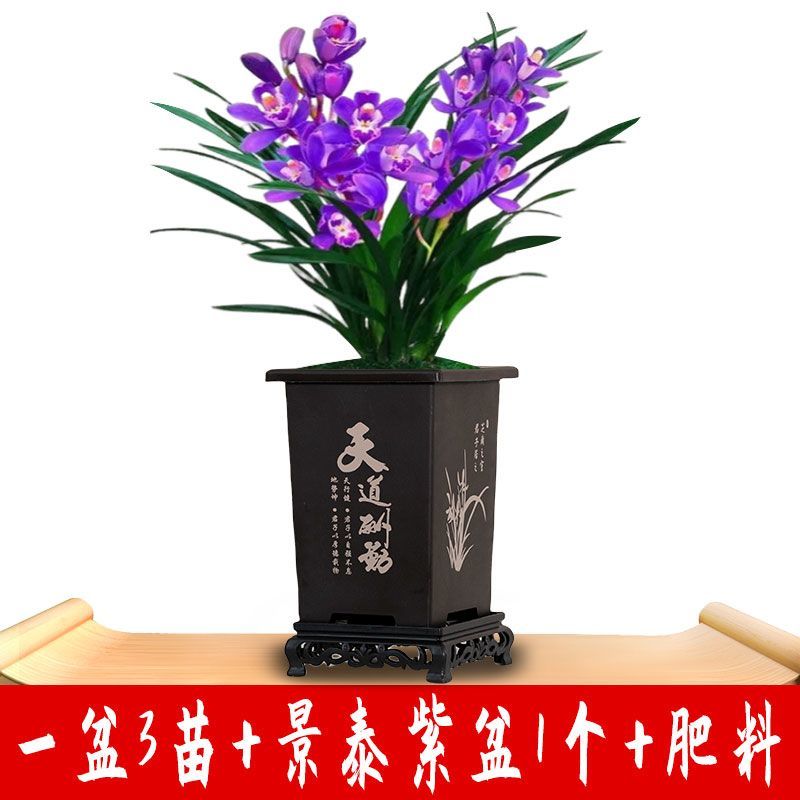 高端精品名贵浓香型兰花【紫罗兰】盆栽绿植好养紫色大花花卉