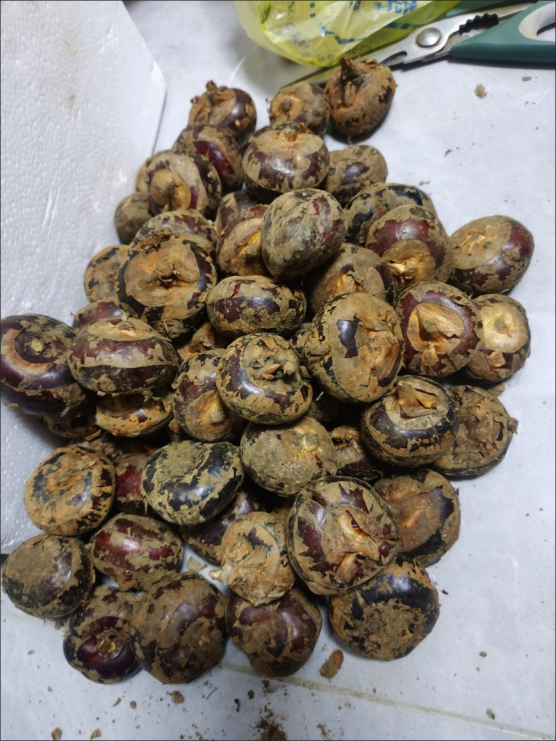 现挖马蹄果荸荠新鲜地栗地梨农家特产水果当季包邮