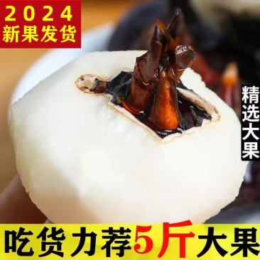 现挖马蹄果荸荠新鲜地栗地梨农家特产水果当季包邮