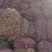 山西地黄生地熟地黄，新货无硫，不发梅
