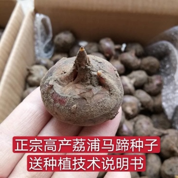 荸荠种荔浦马蹄种子桂蹄三号口感脆甜化渣