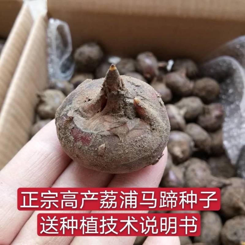 荸荠种荔浦马蹄种子桂蹄三号口感脆甜化渣