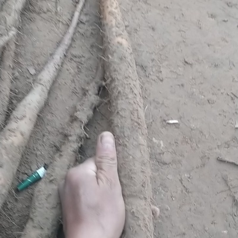紫药打皮货