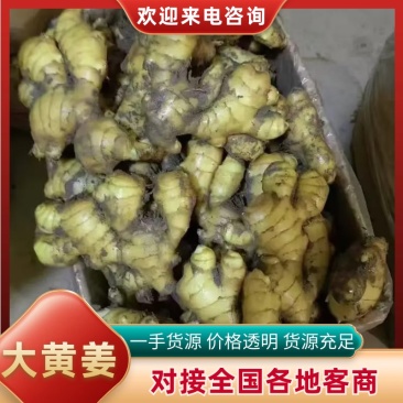山东大姜窖藏生姜大量现货版型好颜色黄可大量发货