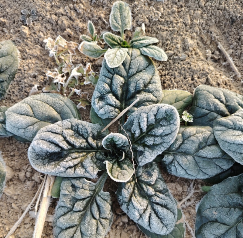 河南趴地菠菜