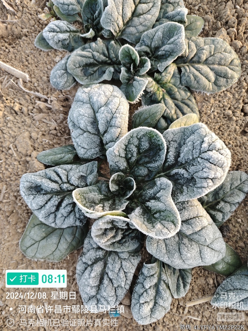 河南趴地菠菜