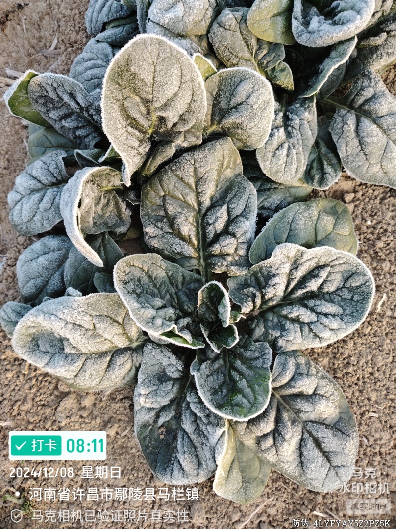 河南趴地菠菜