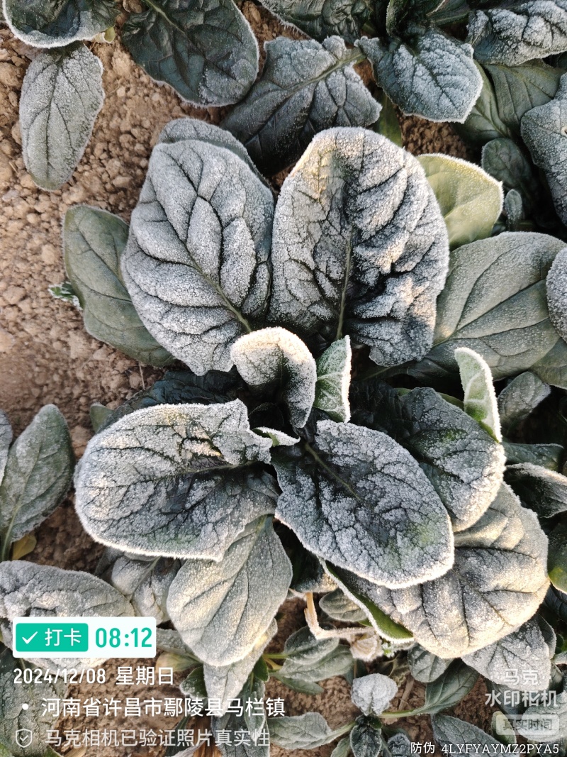 河南趴地菠菜