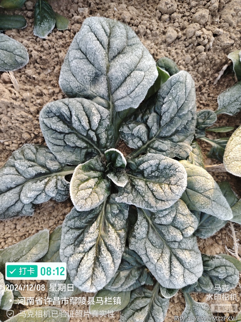 河南趴地菠菜