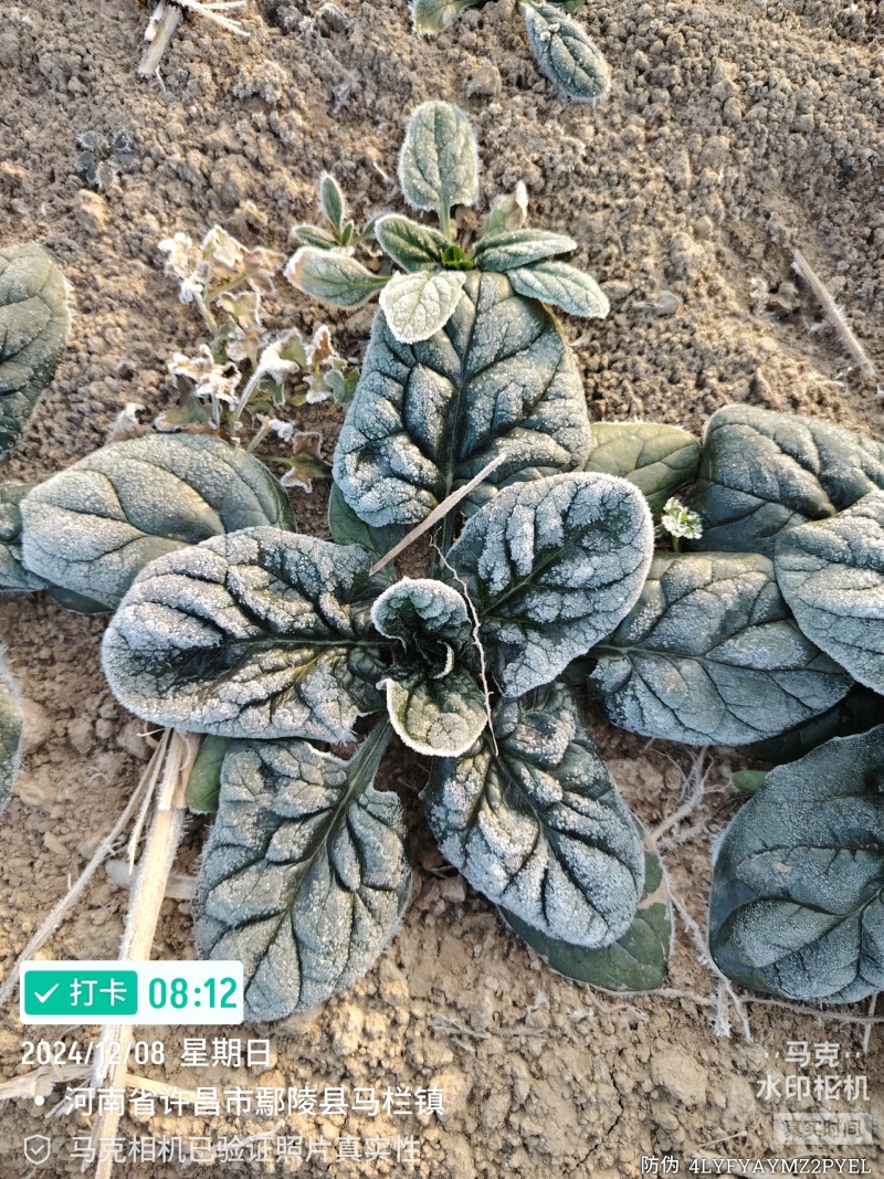 河南趴地菠菜