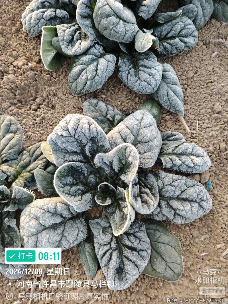 河南趴地菠菜