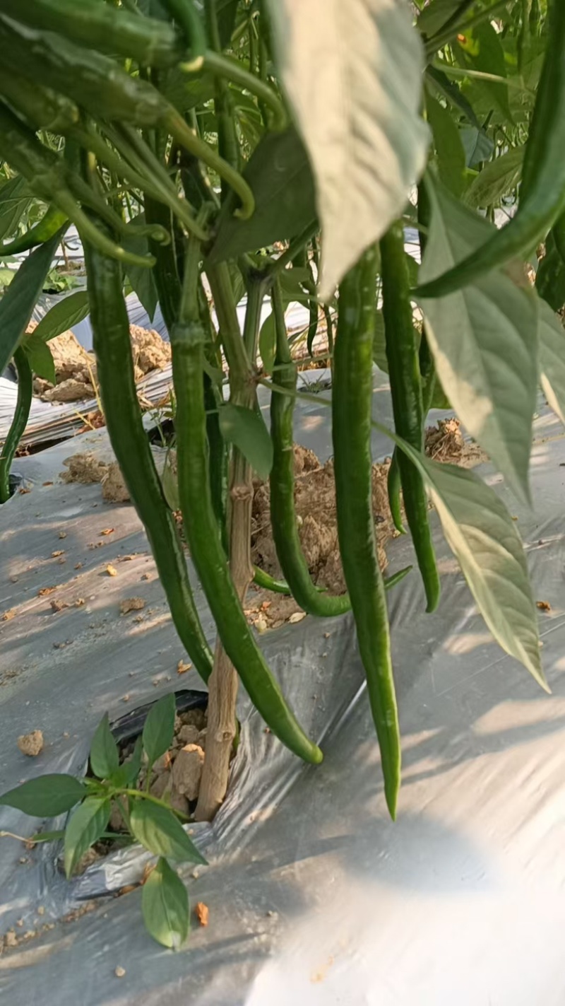 【牛商推荐】广西鲜辣椒基地直发质量保证欢迎询价