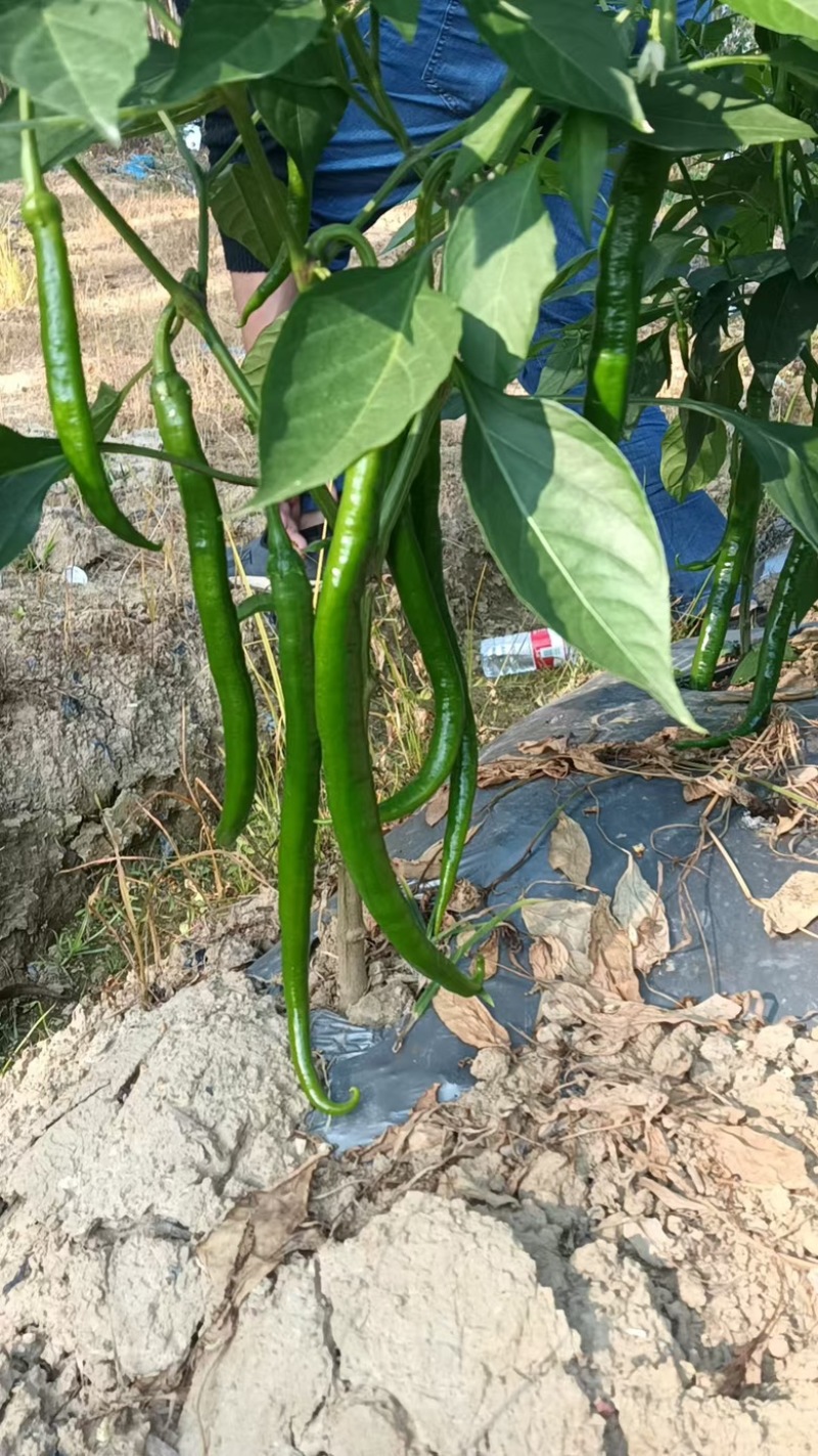 【牛商推荐】广西鲜辣椒基地直发质量保证欢迎询价