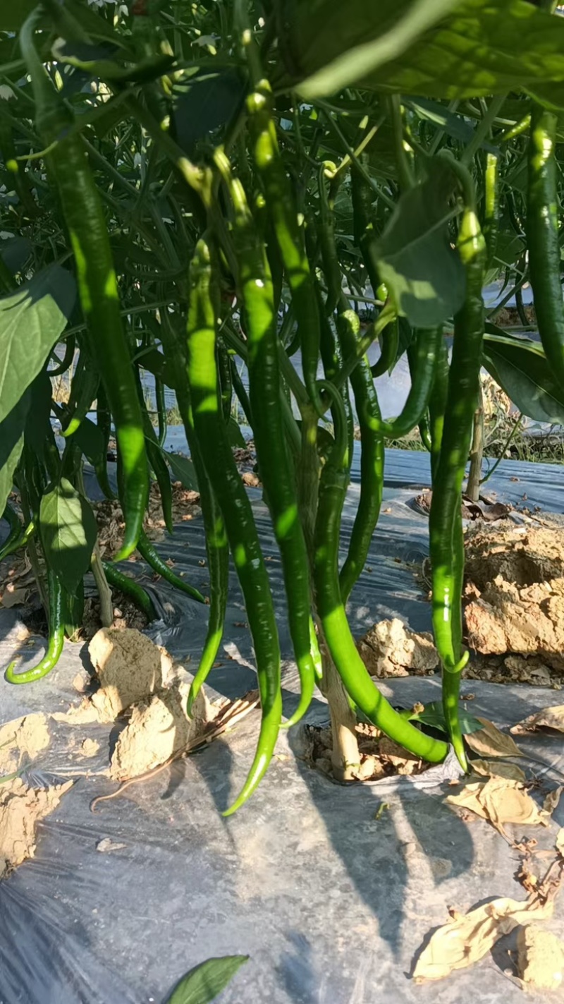 【牛商推荐】广西鲜辣椒基地直发质量保证欢迎询价