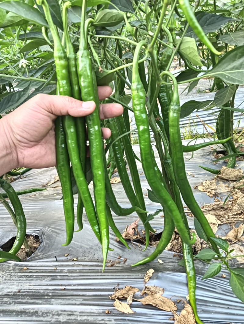 【牛商推荐】广西鲜辣椒基地直发质量保证欢迎询价