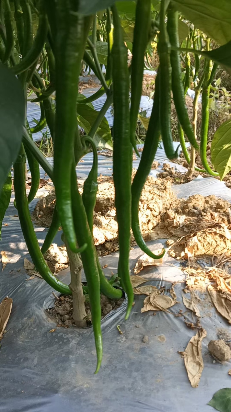 【牛商推荐】广西鲜辣椒基地直发质量保证欢迎询价