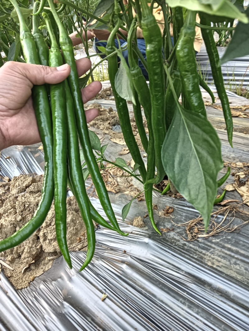 【牛商推荐】广西鲜辣椒基地直发质量保证欢迎询价