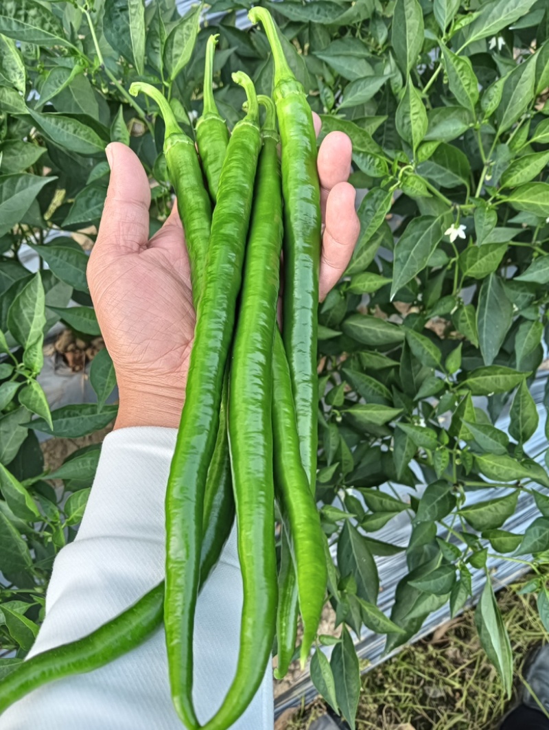 【牛商推荐】广西鲜辣椒基地直发质量保证欢迎询价