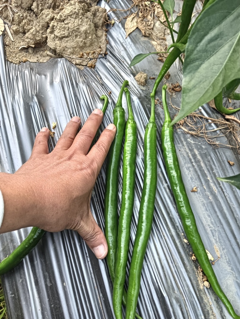 【牛商推荐】广西鲜辣椒基地直发质量保证欢迎询价