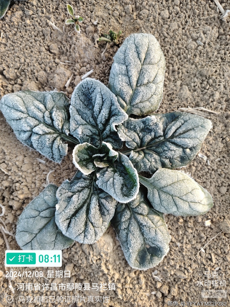 河南霜打雪冻趴地菠菜～持续更新装车发货走车中️