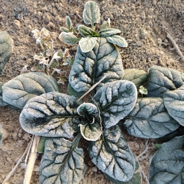 河南霜打雪冻趴地菠菜～持续更新装车发货走车中️