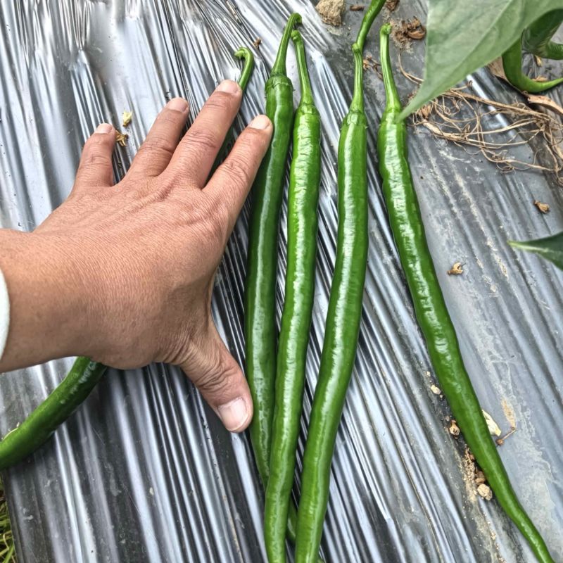 【牛商推荐】广西鲜辣椒基地直发质量保证欢迎询价