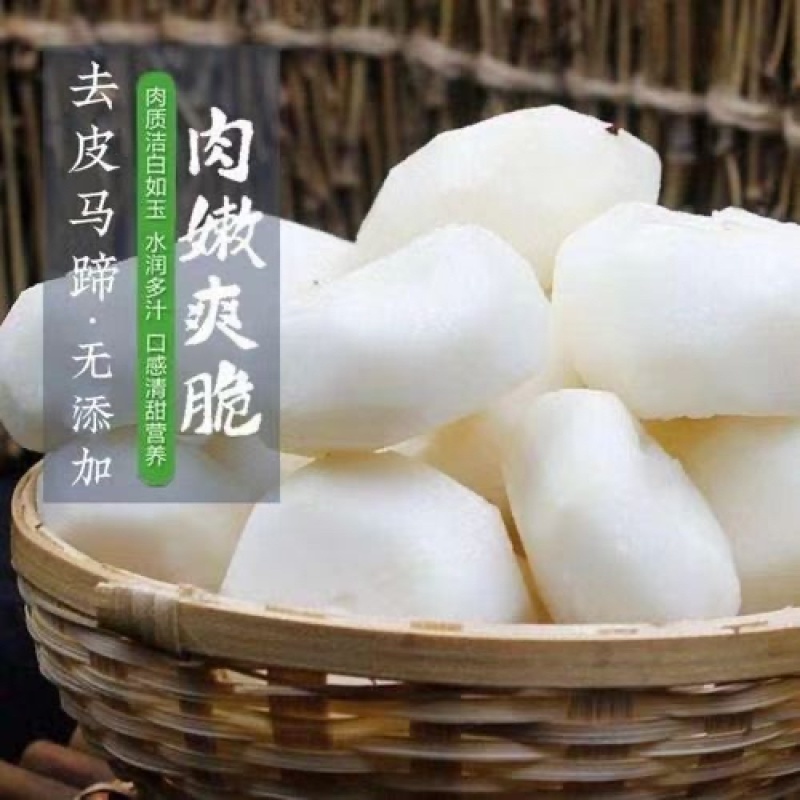 广西荸荠白马蹄全白大量现货一手货源价格低，质量保证