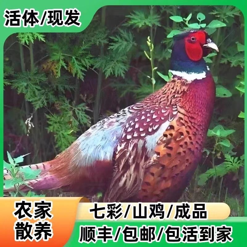 活鸡广西贺州生态散养七彩山鸡量大可谈价欢迎来电