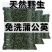 蒲公英叶茶天然野生婆婆丁包邮代发可搭菊花金银花非整颗