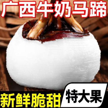 广西荸荠白马蹄大量现货去皮马蹄质量保证欢迎咨询