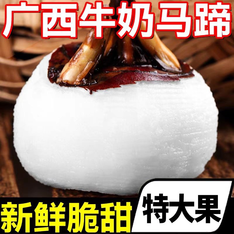 全白荸荠（白马蹄）日产万斤欢迎全国客商来电咨询